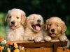 94330d1227224872-funny-strange-random-pics-puppies.jpg