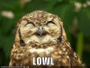 funny-pictures-this-owl-laughs-out-loud.jpg