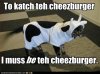 funny-pictures-cat-is-dressed-as-cow.jpg