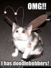 funny-pictures-cat-has-antennae.jpg