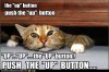 funny-pictures-cat-is-squished.jpg