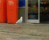 seagull.gif