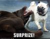 uh43048,1234389770,funny-dog-pictures-surprise-pug.jpg