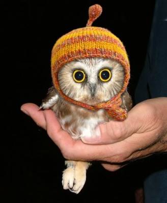 owl-in-a-hat.jpg